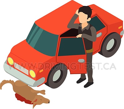 Test 4 - À qui devez-vous signaler une blessure ou un décès d'un animal domestique pendant que vous conduisez et que vous l'avez retiré de la route et que vous ne parvenez pas à déterminer qui en est le propriétaire ?